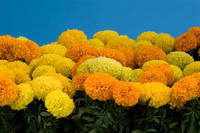 Tagetes erecta - جعفري گل درشت (پاکوتاه)